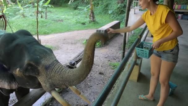 Young beautiful girl traveler feeds elephant banana — Stock Video