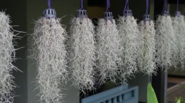 Diğer güzel saksıları ile oda pencere çerçevesi üzerinde asılı bitki rüzgarda sallanan güzel vazolar bitkiler asılı.