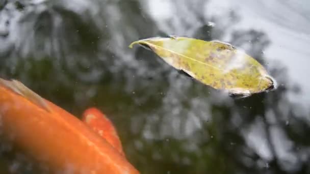 Peces koi o peces carpa Amur cámara lenta nadando en el estanque. Es más específicamente nishikigoi y variedades de color de la carpa en el estanque al aire libre o jardín y cascada. Es dorado rojo anaranjado y amarillo de cuerpo — Vídeos de Stock