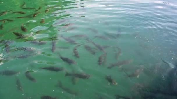 Peces koi o peces carpa Amur cámara lenta nadando en el estanque. Es más específicamente nishikigoi y variedades de color de la carpa en el estanque al aire libre o jardín y cascada. Es dorado rojo anaranjado y amarillo de cuerpo — Vídeo de stock