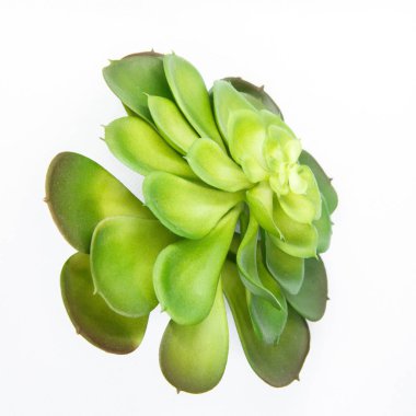 Beyaz zemin üzerinde bir olağanüstüsarı bitki