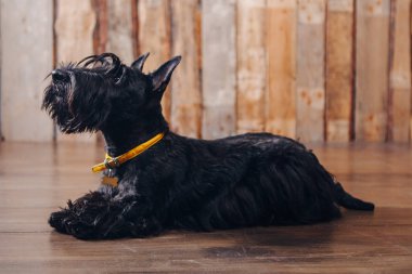 İskoç korkunç köpek yavrusu Studio ahşap arka plan üzerinde poz