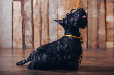 İskoç korkunç köpek yavrusu Studio ahşap arka plan üzerinde poz