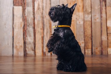 İskoç korkunç köpek yavrusu Studio ahşap arka plan üzerinde poz