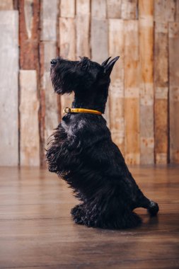 İskoç korkunç köpek yavrusu Studio ahşap arka plan üzerinde poz