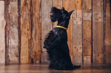 İskoç korkunç köpek yavrusu Studio ahşap arka plan üzerinde poz