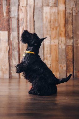 İskoç korkunç köpek yavrusu Studio ahşap arka plan üzerinde poz