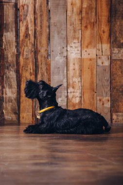 İskoç korkunç köpek yavrusu Studio ahşap arka plan üzerinde poz