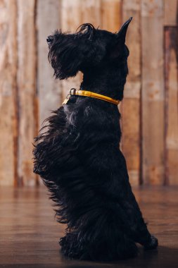 İskoç korkunç köpek yavrusu Studio ahşap arka plan üzerinde poz