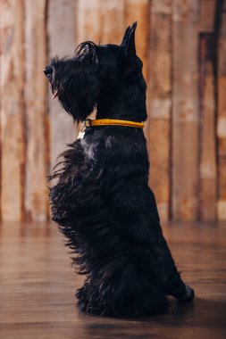 İskoç korkunç köpek yavrusu Studio ahşap arka plan üzerinde poz