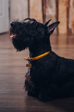 İskoç korkunç köpek yavrusu Studio ahşap arka plan üzerinde poz