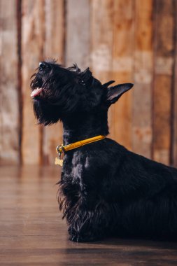 İskoç korkunç köpek yavrusu Studio ahşap arka plan üzerinde poz