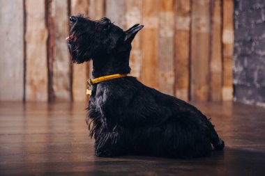 İskoç korkunç köpek yavrusu Studio ahşap arka plan üzerinde poz