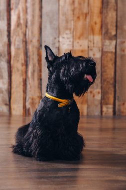 İskoç korkunç köpek yavrusu Studio ahşap arka plan üzerinde poz