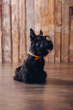 İskoç korkunç köpek yavrusu Studio ahşap arka plan üzerinde poz