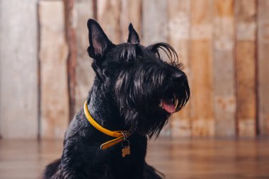 İskoç korkunç köpek yavrusu Studio ahşap arka plan üzerinde poz