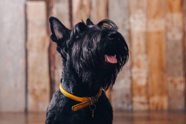 İskoç korkunç köpek yavrusu Studio ahşap arka plan üzerinde poz