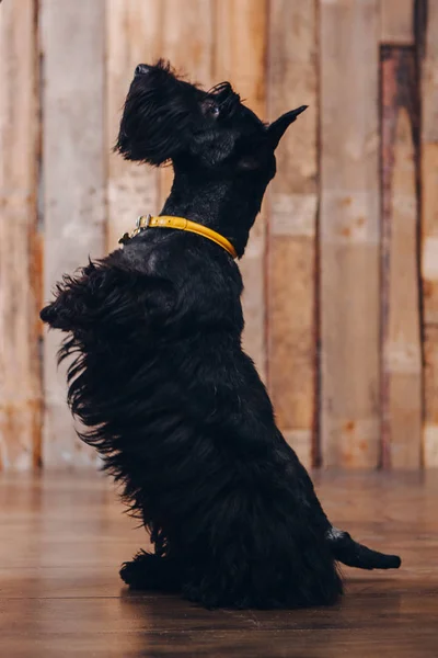 Cachorro Terrier Escocés Está Posando Estudio Sobre Fondo Madera — Foto de Stock