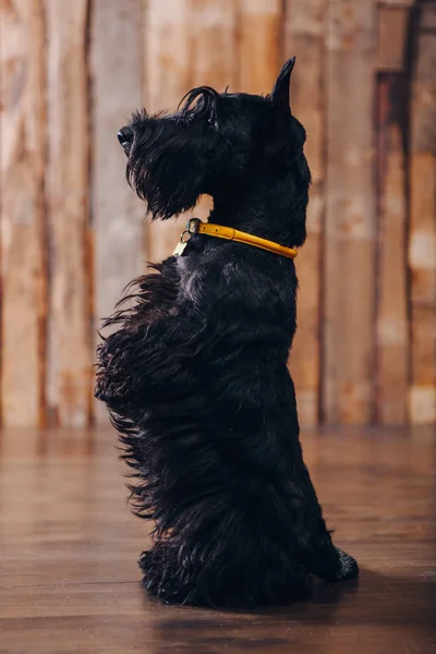 Cachorro Terrier Escocés Está Posando Estudio Sobre Fondo Madera — Foto de Stock