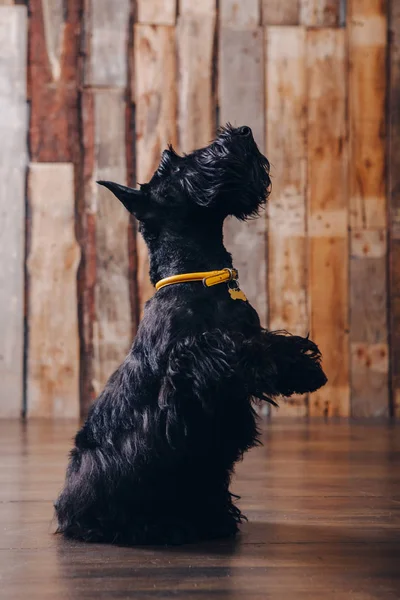 İskoç korkunç köpek yavrusu Studio ahşap arka plan üzerinde poz