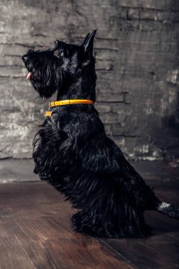 İskoç korkunç köpek yavrusu Studio ahşap arka plan üzerinde poz