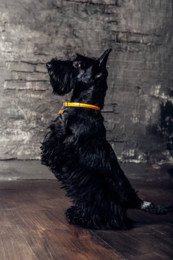 İskoç korkunç köpek yavrusu Studio ahşap arka plan üzerinde poz