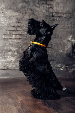 İskoç korkunç köpek yavrusu Studio ahşap arka plan üzerinde poz