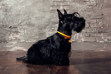 İskoç korkunç köpek yavrusu Studio ahşap arka plan üzerinde poz