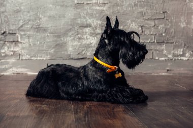 İskoç korkunç köpek yavrusu Studio ahşap arka plan üzerinde poz