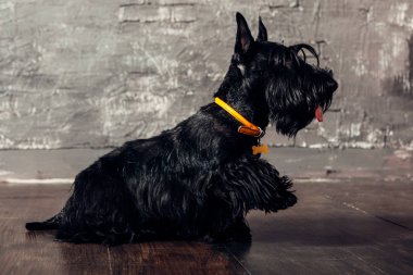 İskoç korkunç köpek yavrusu Studio ahşap arka plan üzerinde poz