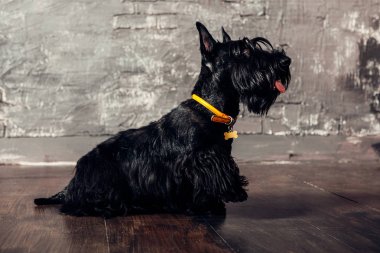 İskoç korkunç köpek yavrusu Studio ahşap arka plan üzerinde poz