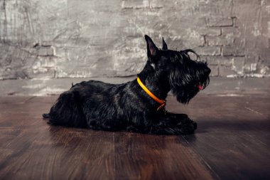 İskoç korkunç köpek yavrusu Studio ahşap arka plan üzerinde poz