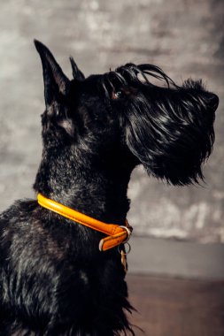İskoç korkunç köpek yavrusu Studio ahşap arka plan üzerinde poz