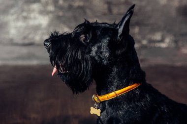 İskoç korkunç köpek yavrusu Studio ahşap arka plan üzerinde poz