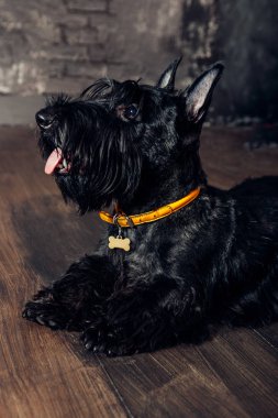 İskoç korkunç köpek yavrusu Studio ahşap arka plan üzerinde poz