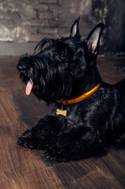 İskoç korkunç köpek yavrusu Studio ahşap arka plan üzerinde poz