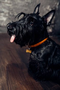 İskoç korkunç köpek yavrusu Studio ahşap arka plan üzerinde poz