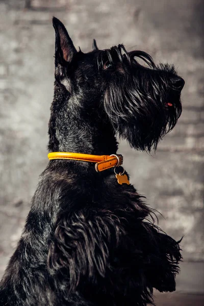 Skotsk Terrier Valp Poserar Studio Trä Bakgrund — Stockfoto