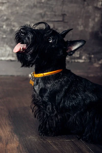 Cachorro Terrier Escocés Está Posando Estudio Sobre Fondo Madera — Foto de Stock