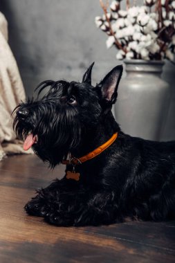 İskoç Terrier köpek yavrusu koyu bir arka planda stüdyoda poz