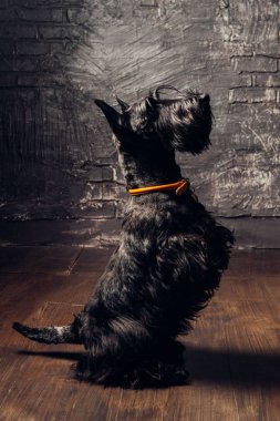 İskoç Terrier köpek yavrusu koyu bir arka planda stüdyoda poz