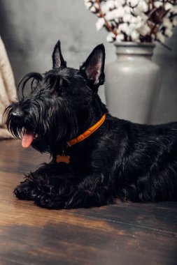 İskoç Terrier köpek yavrusu koyu bir arka planda stüdyoda poz
