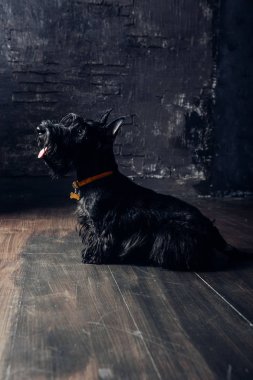 İskoç Terrier köpek yavrusu koyu bir arka planda stüdyoda poz