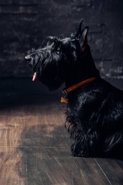 İskoç Terrier köpek yavrusu koyu bir arka planda stüdyoda poz