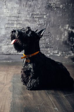 İskoç Terrier köpek yavrusu koyu bir arka planda stüdyoda poz