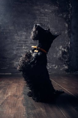 İskoç Terrier köpek yavrusu koyu bir arka planda stüdyoda poz