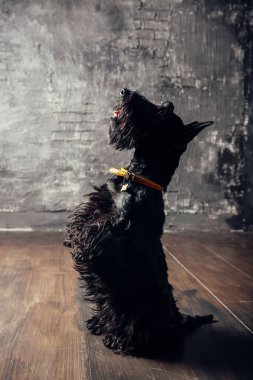 İskoç Terrier köpek yavrusu koyu bir arka planda stüdyoda poz