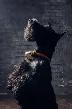 İskoç Terrier köpek yavrusu koyu bir arka planda stüdyoda poz