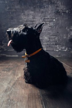 İskoç Terrier köpek yavrusu koyu bir arka planda stüdyoda poz