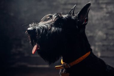 İskoç Terrier köpek yavrusu koyu bir arka planda stüdyoda poz